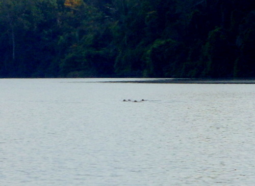 Lago Sandavol (Reserva Nacional Tambopata), Amazon, Peru.